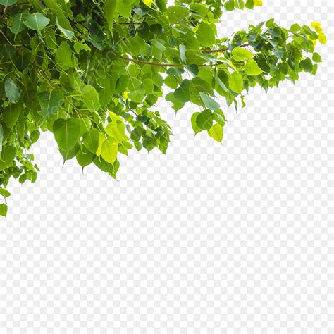 pgntree|pnggeg.